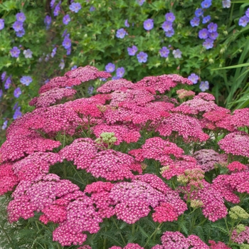 Achillea millefolium (Yarrow) - 'Saucy Seduction'