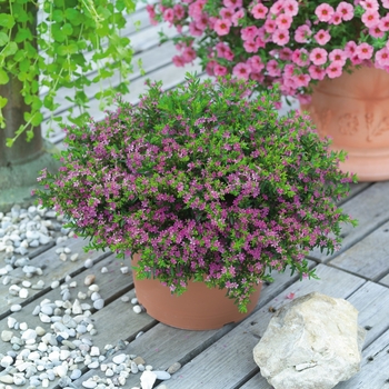 Cuphea hyssopifolia - Pink Mexican Heather