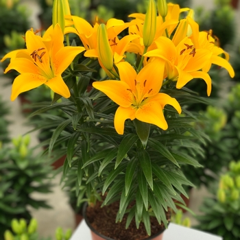 Lilium asiaticum (Asiatic Lily) - Lily Looks ''Tiny Bee''