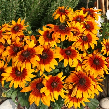 Rudbeckia hirta - Rising Sun