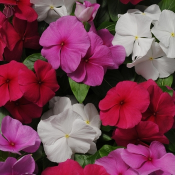 Catharanthus roseus (Annual Vinca; Periwinkle) - Pacifica XP 'Mystic Mix'