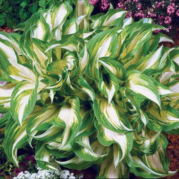 Hosta undulata - 'Mediovariegata' Hosta, Plantain Lily