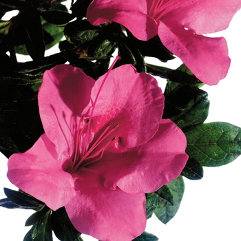 Rhododendron (Azalea) - Encore® 'Autumn Carnival®'