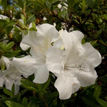 Rhododendron (Azalea) - Encore® 'Autumn Ivory®'