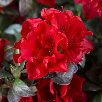 Rhododendron (Azalea) - Encore® 'Autumn Fire®'