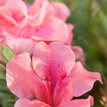 Rhododendron (Azalea) - Encore® 'Autumn Coral®'