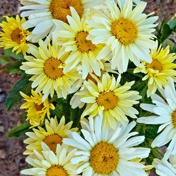 Leucanthemum x superbum (Shasta Daisy) - Amazing Daisies® 'Banana Cream'