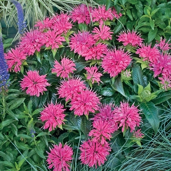Monarda didyma - 'Pardon My Pink' Bee Balm
