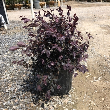 Loropetalum chinense - 'Ruby' Chinese Fringe Flower