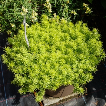 Sedum rupestre - 'Lemon Coral'