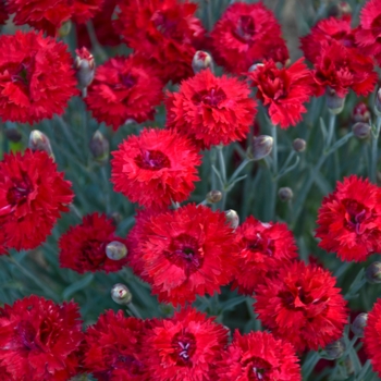 Dianthus - Fruit Punch® 'Maraschino'