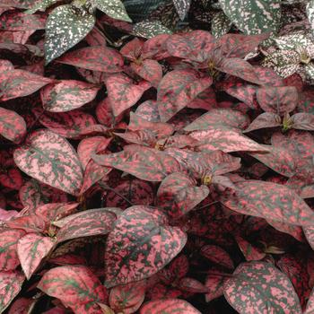 Hypoestes phyllostachya (Polka Dot Plant) - Splash 'MIX'