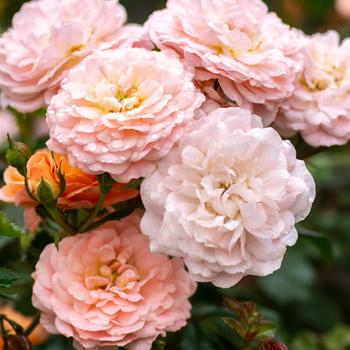 Rosa - 'Apricot Drift®' Rose