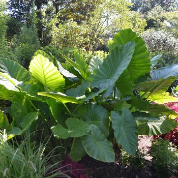 Alocasia x calidora - Elephant Ear