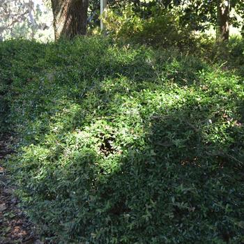 Ilex vomitoria - 'Nana' Dwarf Yaupon Holly