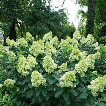 Hydrangea paniculata - 'Limelight Prime®'