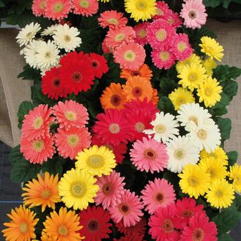 Gerbera jamesonii - 'Mix' Gerber Daisy
