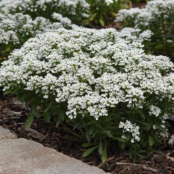 Iberis amara - 'Summer Snowdrift' Candytuft