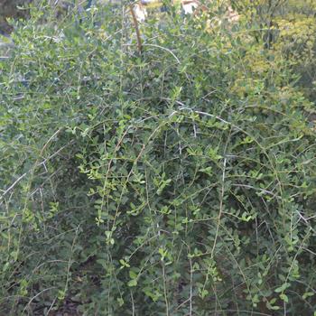 Ilex vomitoria - 'Pendula' Weeping Yaupon Holly