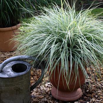 Carex oshimensis (Variegated Sedge) - EverColor® 'Everest'