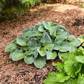 Hosta - 'Blue Mouse Ears' Hosta, Plantain Lily
