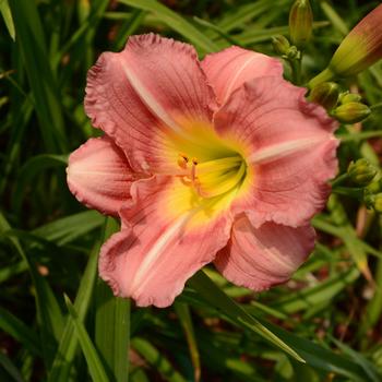 Hemerocallis - 'Pink Delight' Daylily