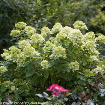 Hydrangea paniculata - 'Little Lime®' Panicle Hydrangea