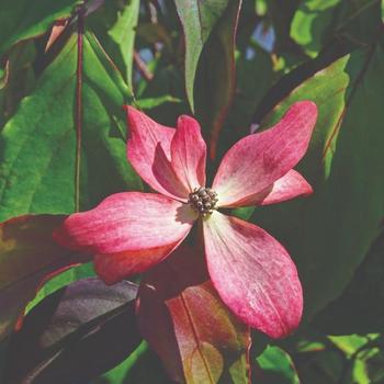 Cornus - 'Scarlet Fire' Dogwood