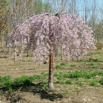 Prunus - 'Pink Snow Showers™' Weeping Cherry