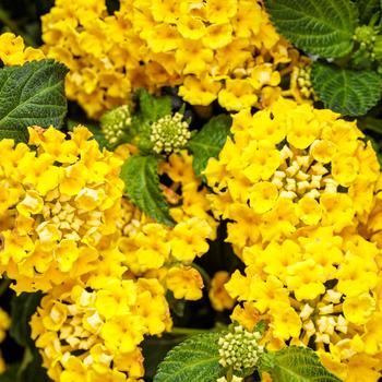 Lantana - Luscious® 'Citron™'