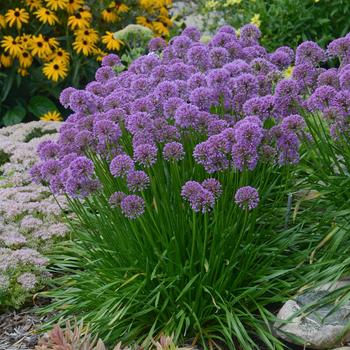 Allium - Ornamental Onion