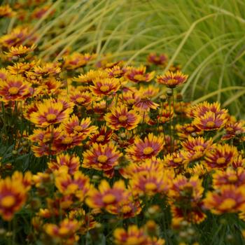 Coreopsis (Tickseed) - L'il Bang™ 'Daybreak'