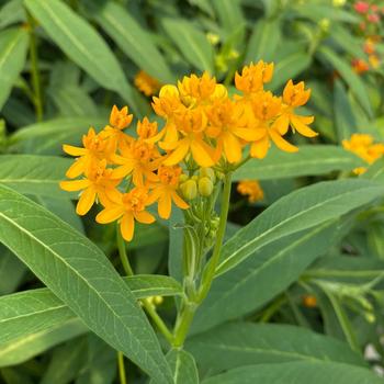 Asclepias curassavica - 'Yellow' Milkweed