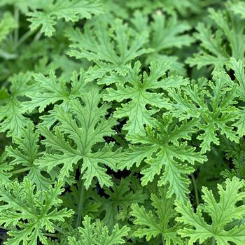 Citronella Mosquito Plant - Scented Geranium