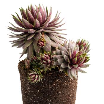 Sempervivum (Hens and Chicks) - Supersemp® 'Fire Quartz'