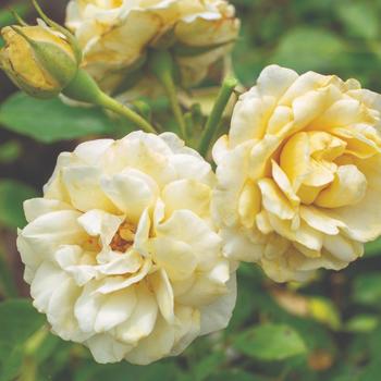 Rosa - 'Buttercream Drift®' Rose