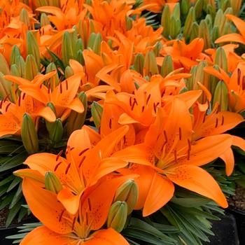 Lilium asiaticum (Asiatic Lily) - Lily Looks 'Tiny Invader'