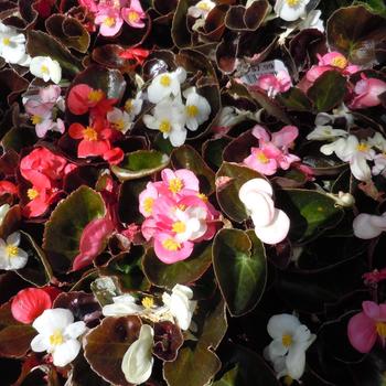 Begonia semperflorens - 'Red Leaf Mix' Wax Begonia