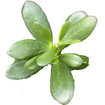 Crassula ovata - Jade Plant
