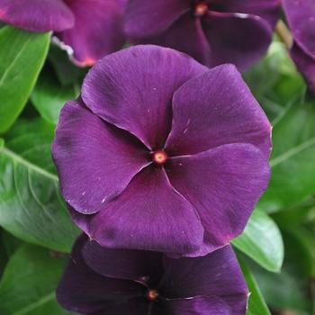 Catharanthus (Vinca) - 'Quasar Deep Space Blue'
