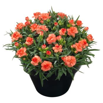 Dianthus caryophyllus (Carnation) - 'Sunflor Cody'