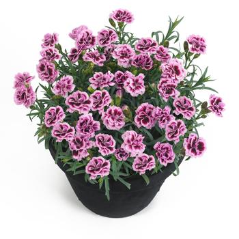 Dianthus caryophyllus (Carnation) - 'Sunflor Finesse'