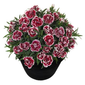 Dianthus caryophyllus (Carnation) - 'Sunflor Sofia'