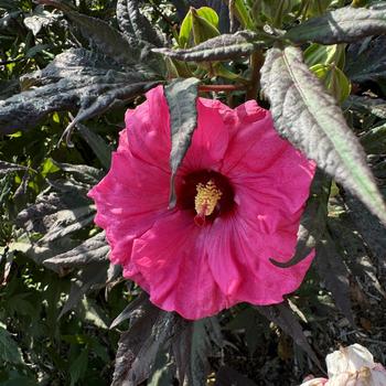Hibiscus - 'Inner Glow' Rose Mallow