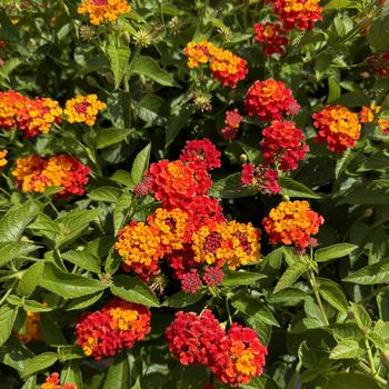 Lantana camara - Luscious® 'Citrus Blend™'