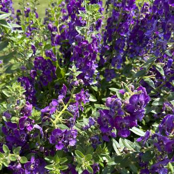 Angelonia (Summer Snapdragon) - Angelface® Blue