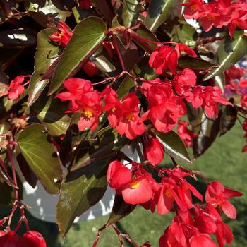 Begonia - Dragon Wing® Red Bronze Leaf