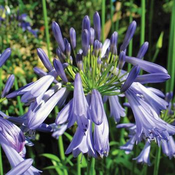 Agapanthus praecox (African Lily) - Lily of the Nile