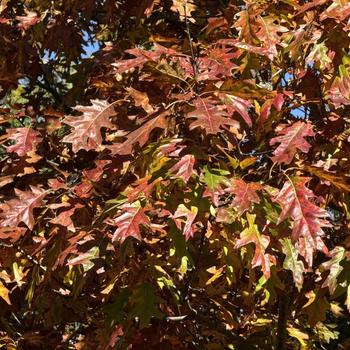 Quercus rubra - Northern Red Oak