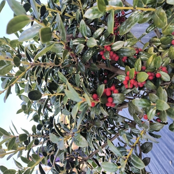 Ilex - Burford Holly